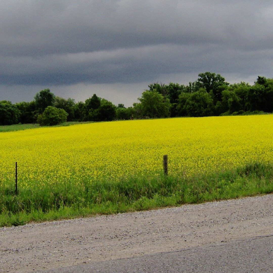 Yellow Field Under Storm Clouds