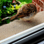 Young sparrow resting on a window ledge near a brick wall.