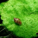 Baby ramshorn snail resting on a green aquatic leaf with soft natural background in an aquarium