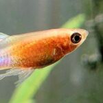 Close-up of a small orange guppy fish showing detailed eye and scales with a soft green aquarium background
