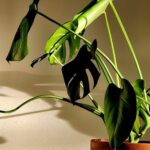 Soft sunlight falling across green leaves, creating gentle shadows against a neutral background