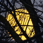 Golden full moon behind dark leafless tree branches in a muted evening sky