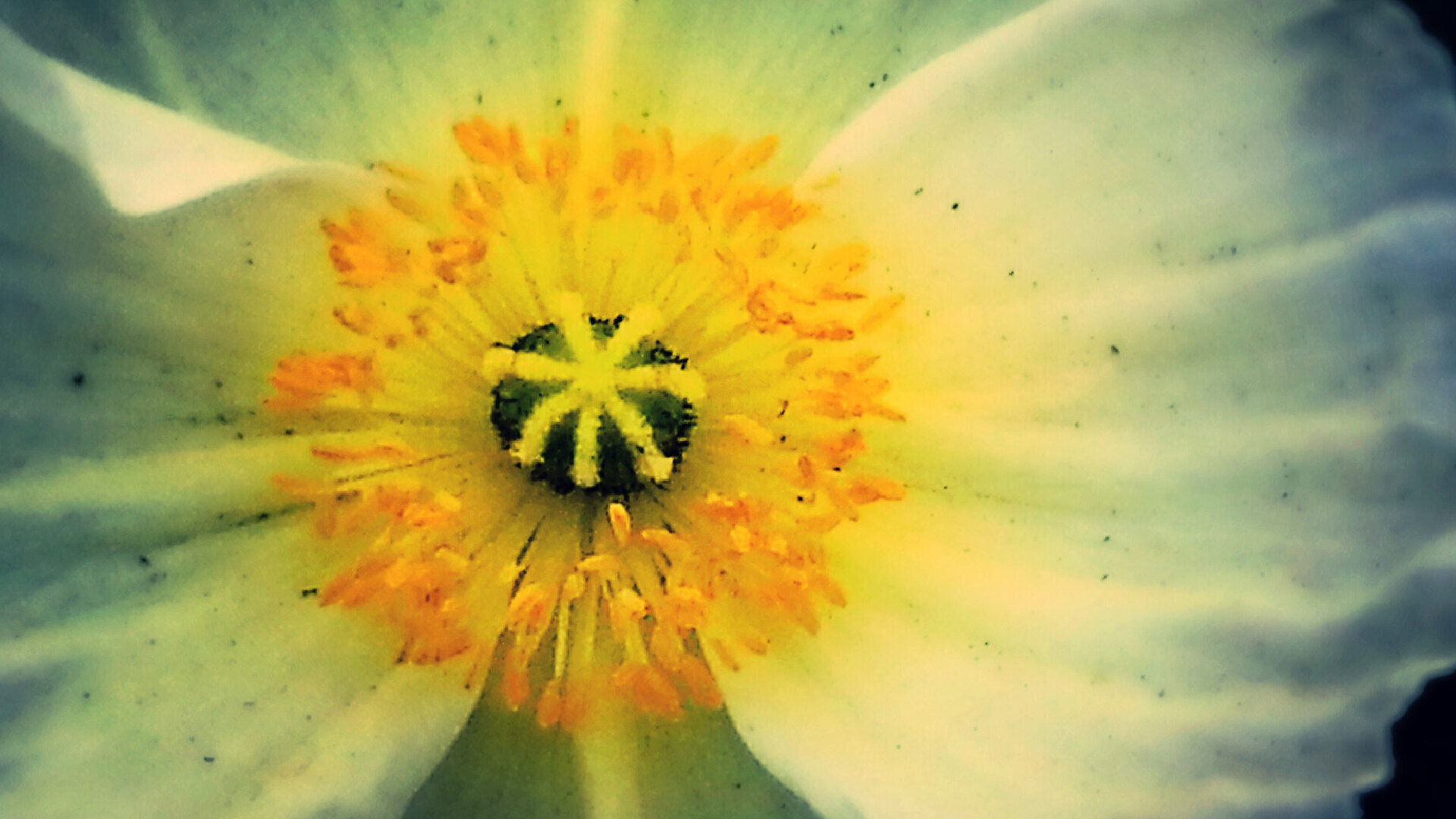 Extreme close-up photograph of a white flower showing pollen, textures, and intricate details hidden within the bloom.