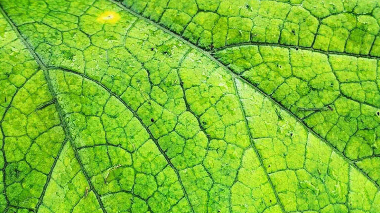 Close-up of a green leaf with intricate veins
