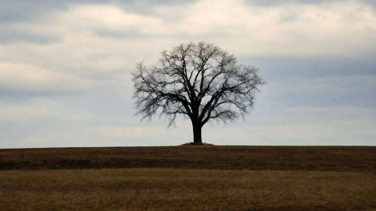A solitary leafless tree standing on a quiet hill beneath a soft, overcast sky, symbolizing reflection, resilience, love, and grief.