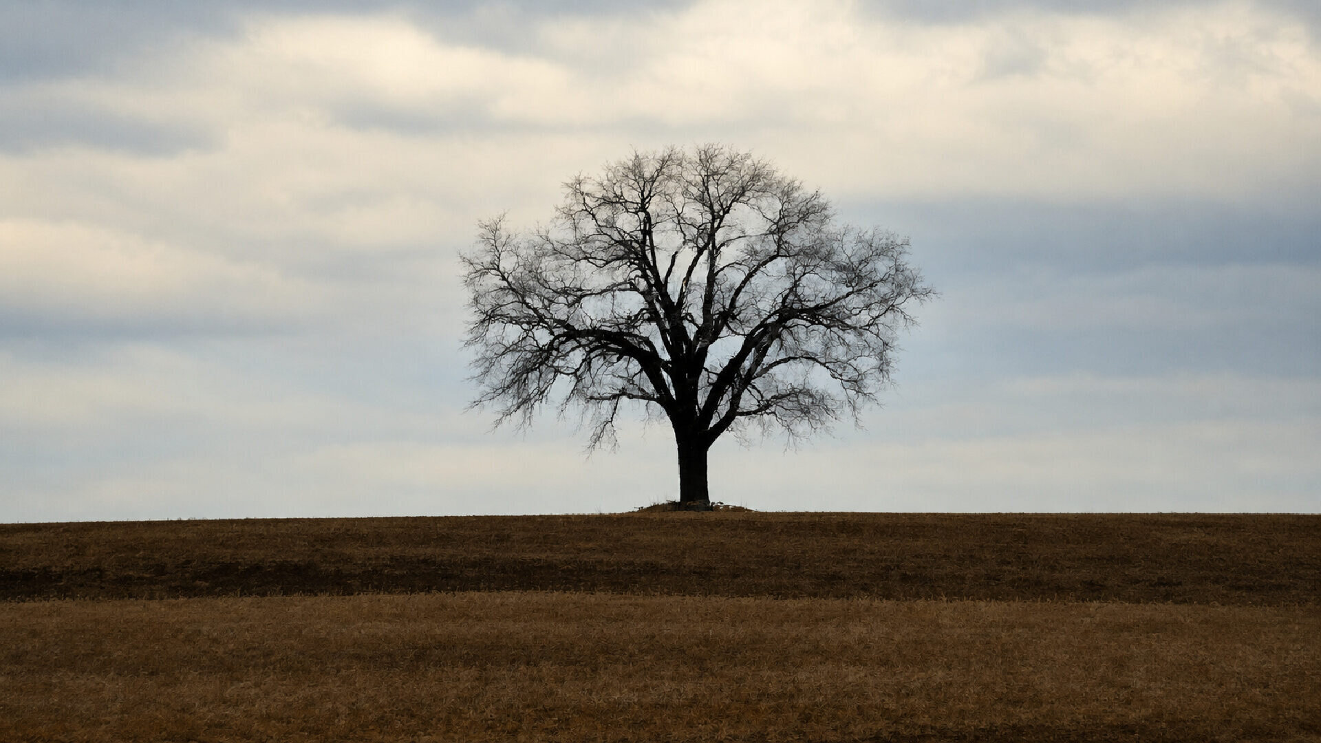 A solitary leafless tree standing on a quiet hill beneath a soft, overcast sky, symbolizing reflection, resilience, love, and grief.