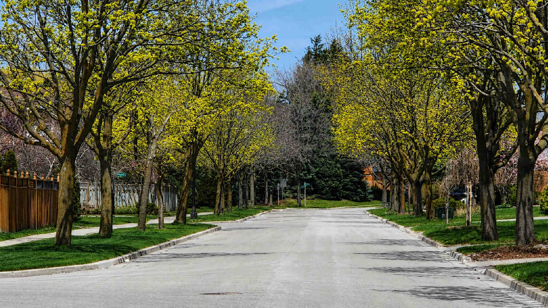 A quiet tree-lined residential street in early spring with fresh green leaves and a peaceful neighbourhood atmosphere.
