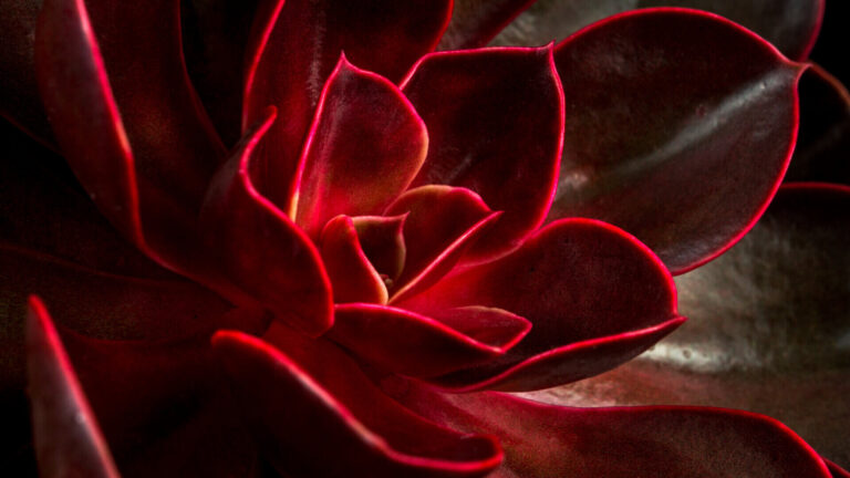 Close-up of a dark succulent with vivid red edges outlining its layered, rosette-shaped leaves.